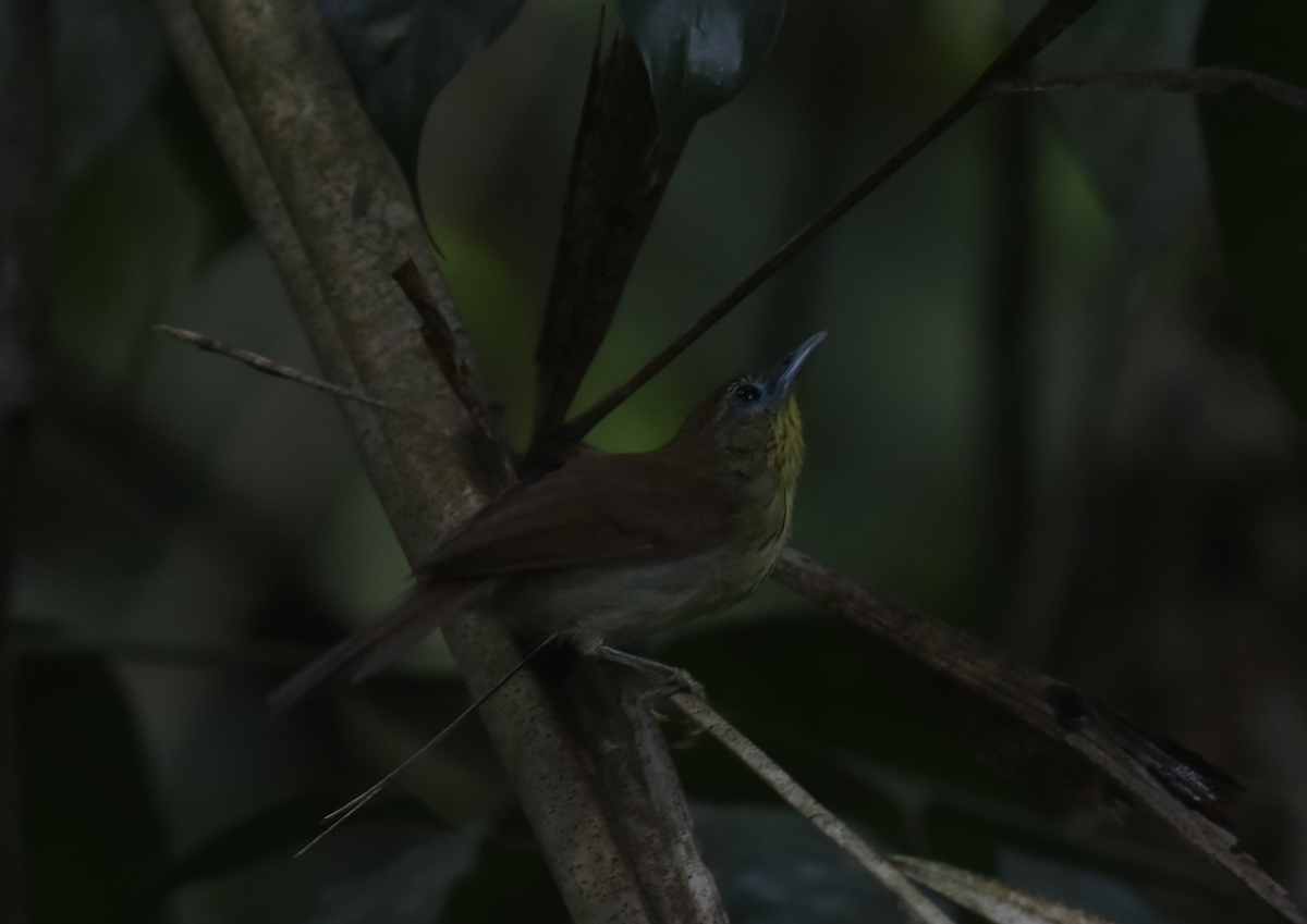 Pin-striped Tit-Babbler - ML638767924