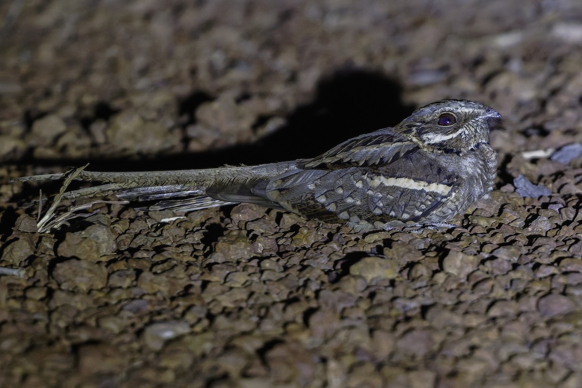 Long-tailed Nightjar - ML638767939
