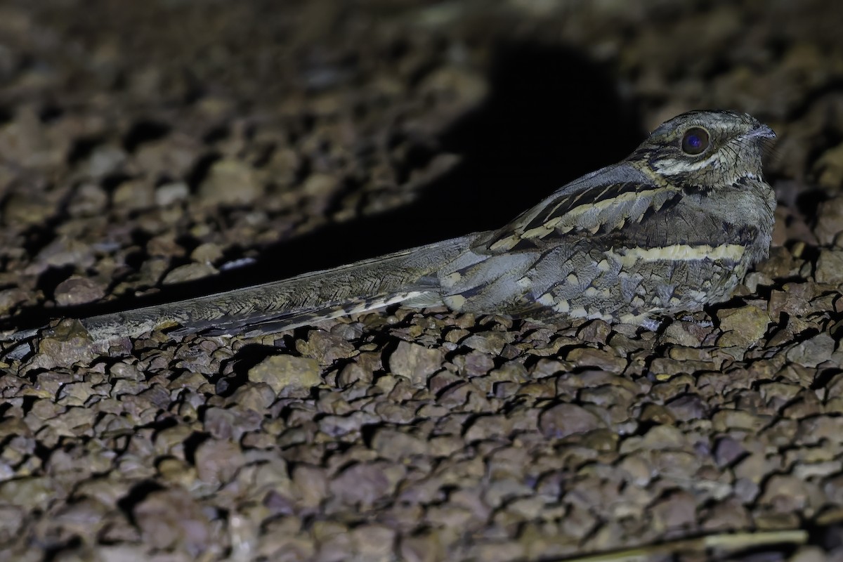 Long-tailed Nightjar - ML638767940