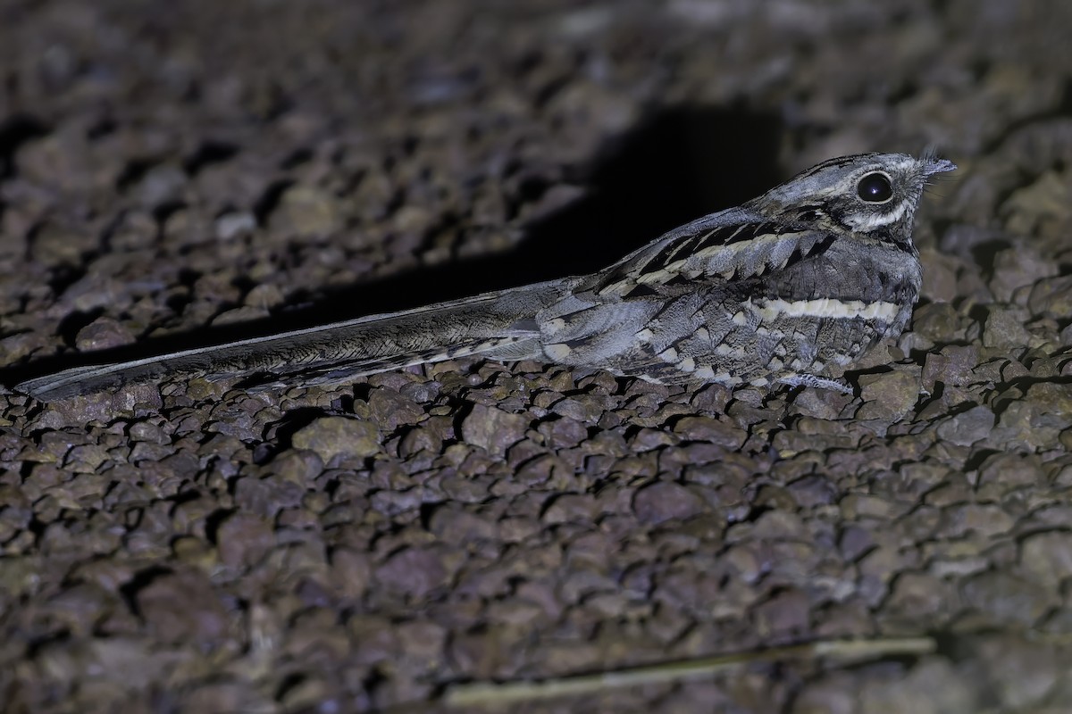Long-tailed Nightjar - ML638767941