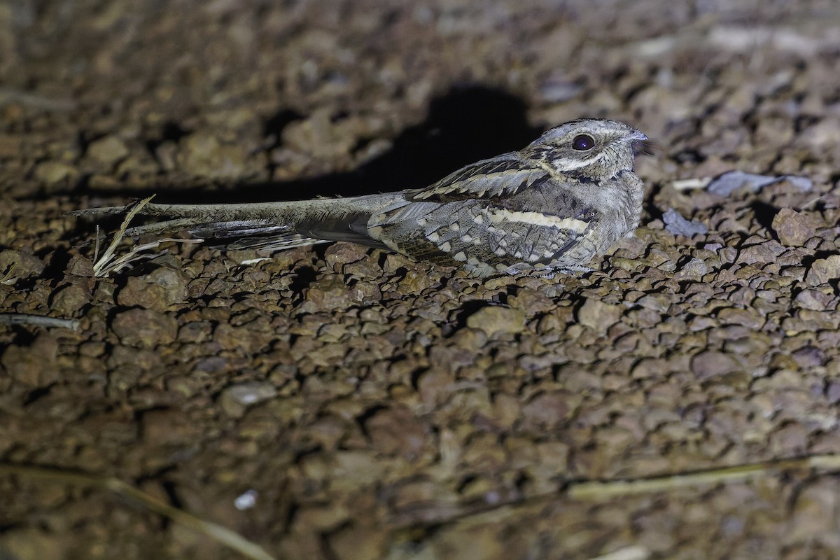 Long-tailed Nightjar - ML638767942