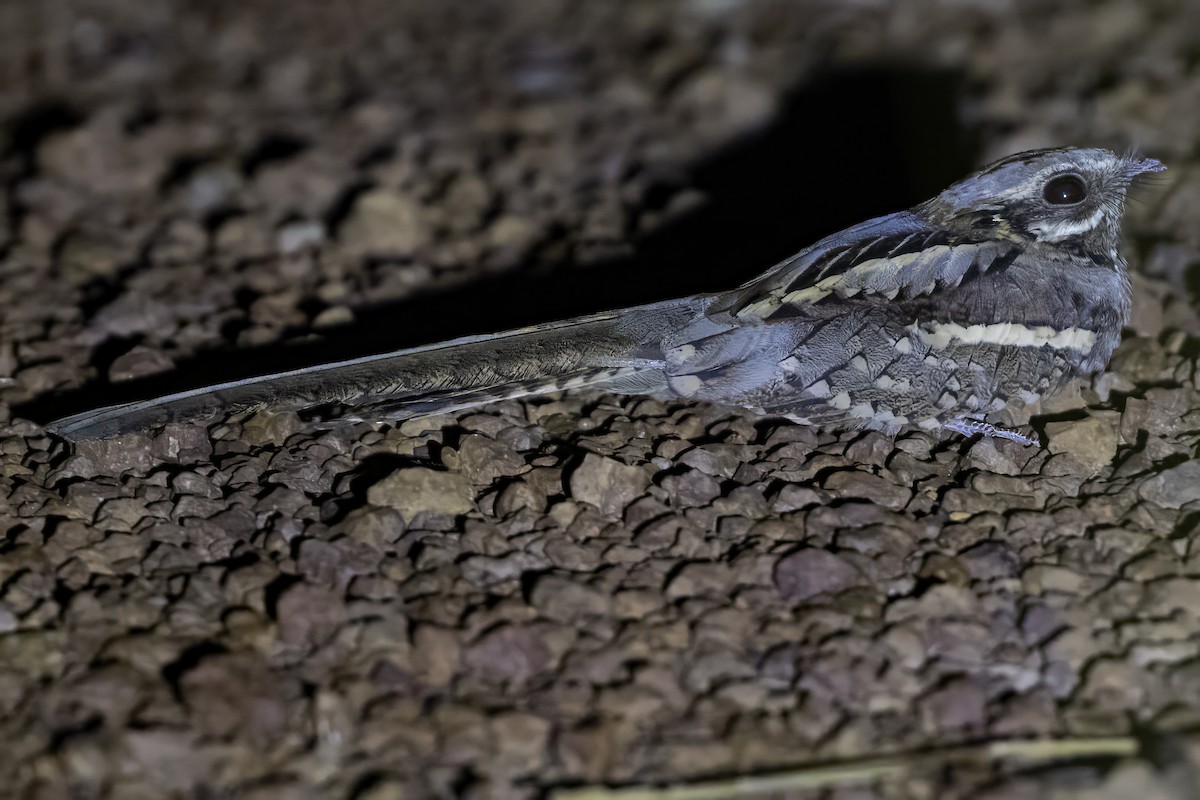 Long-tailed Nightjar - ML638767943