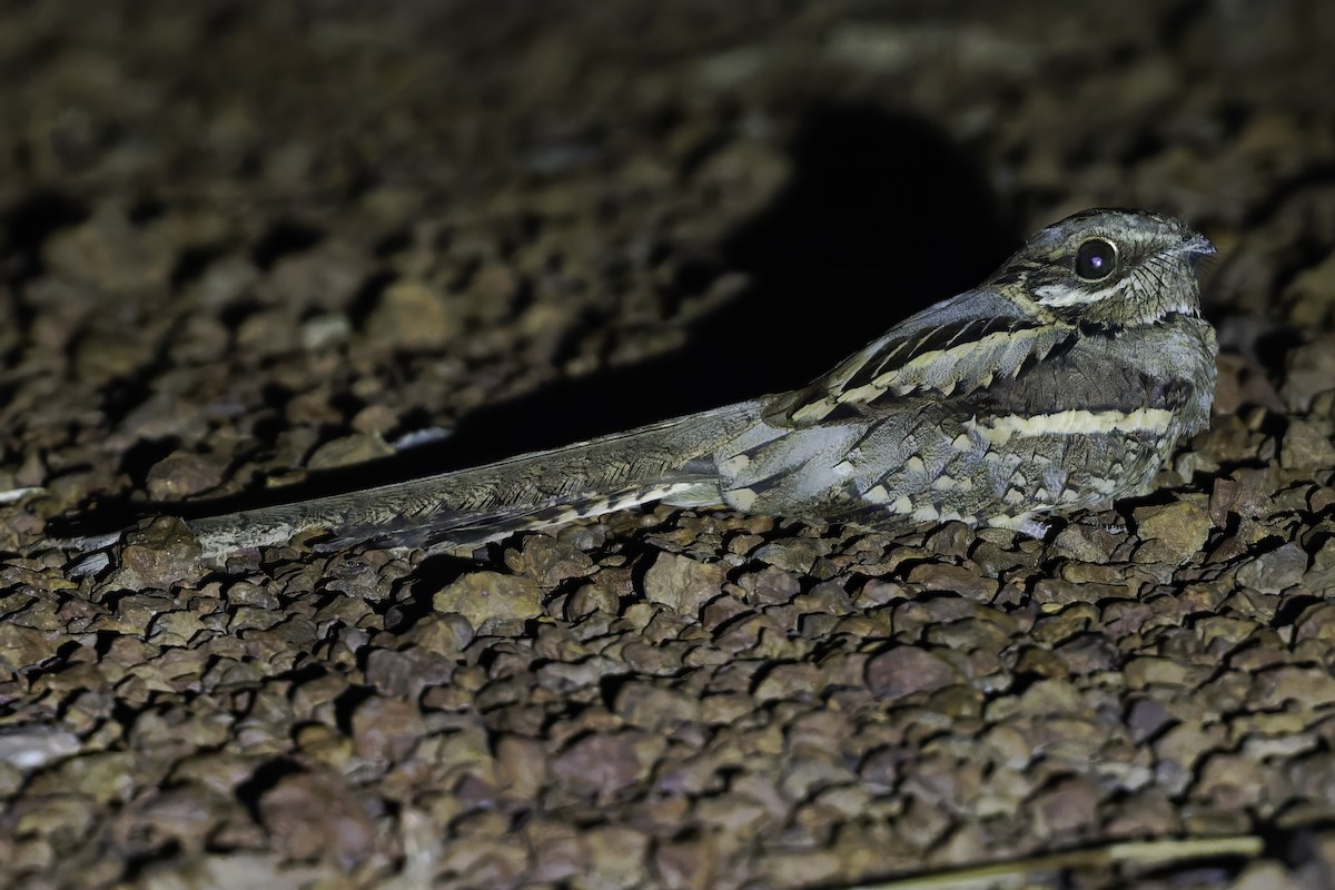Long-tailed Nightjar - ML638767944
