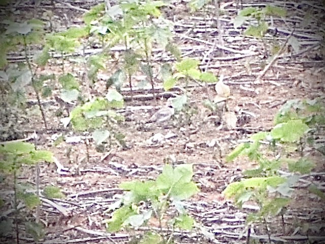 Horned Lark - ML638767950
