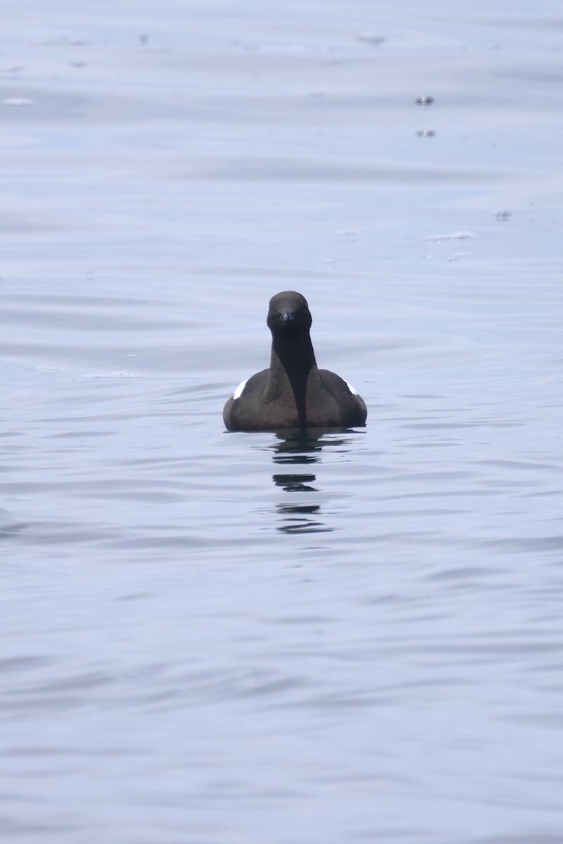 Black Guillemot - ML638767952