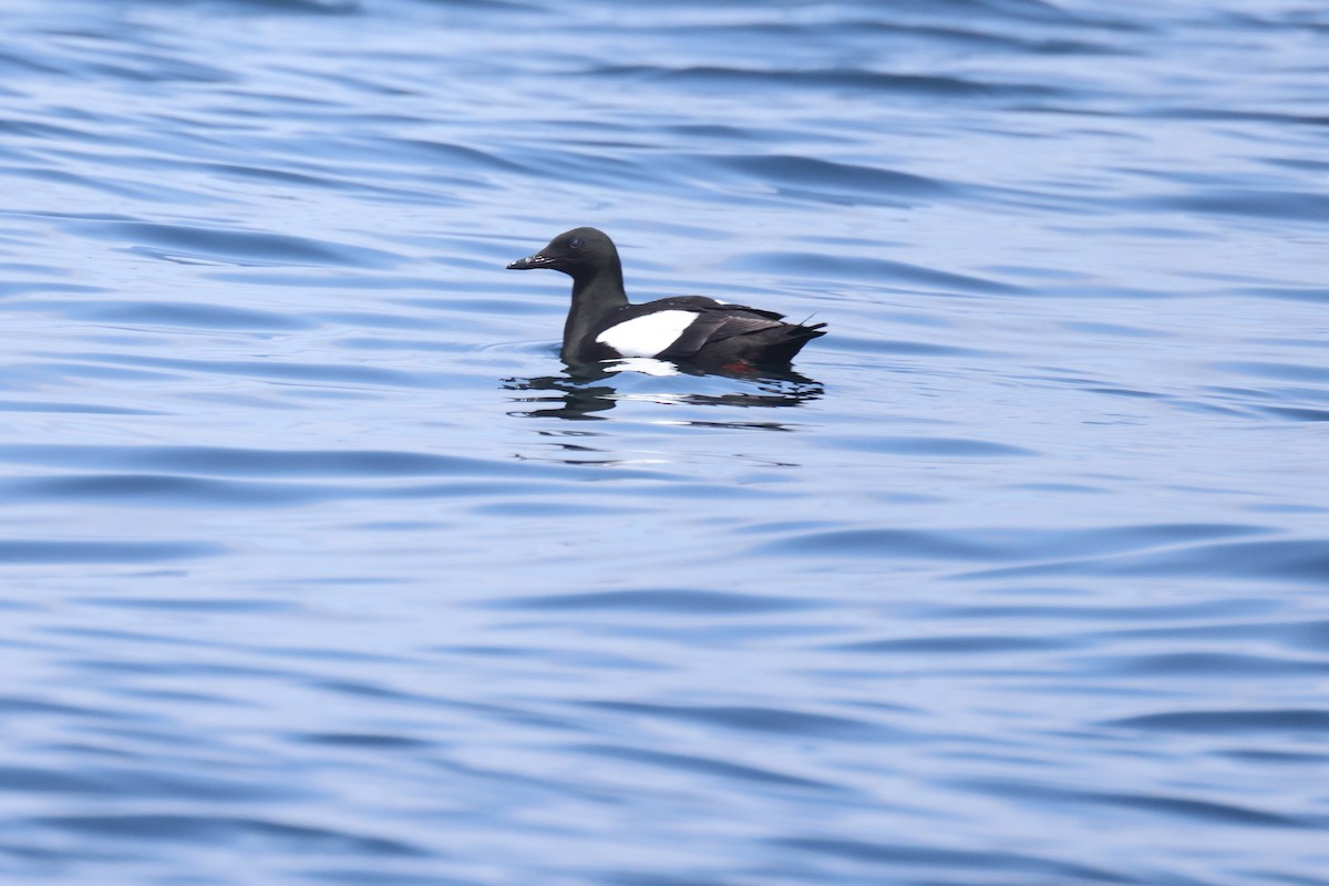 Black Guillemot - ML638767953
