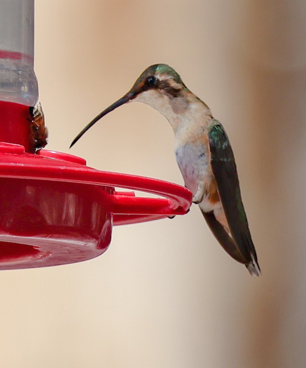 Colibrí Luminoso - ML638767978