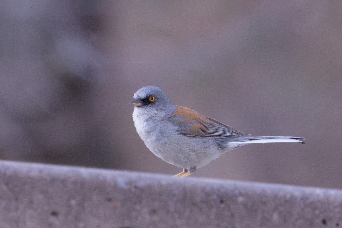 Junco Ojilumbre - ML638767990