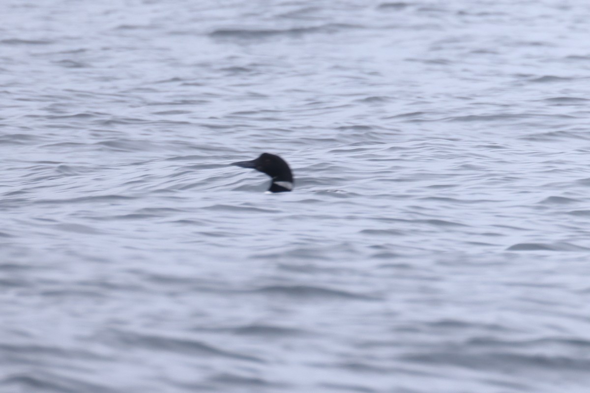 Common Loon - ML638768036