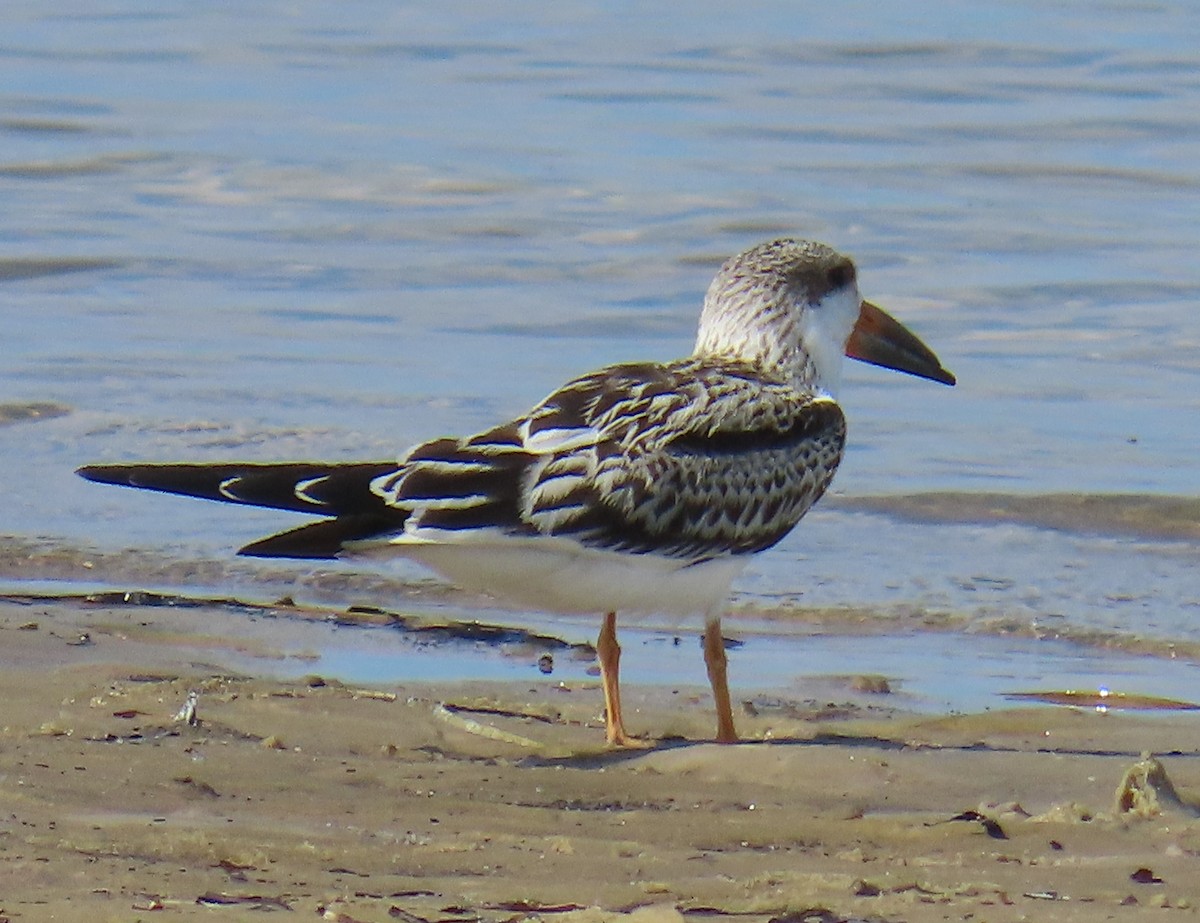 Black Skimmer - ML638768041