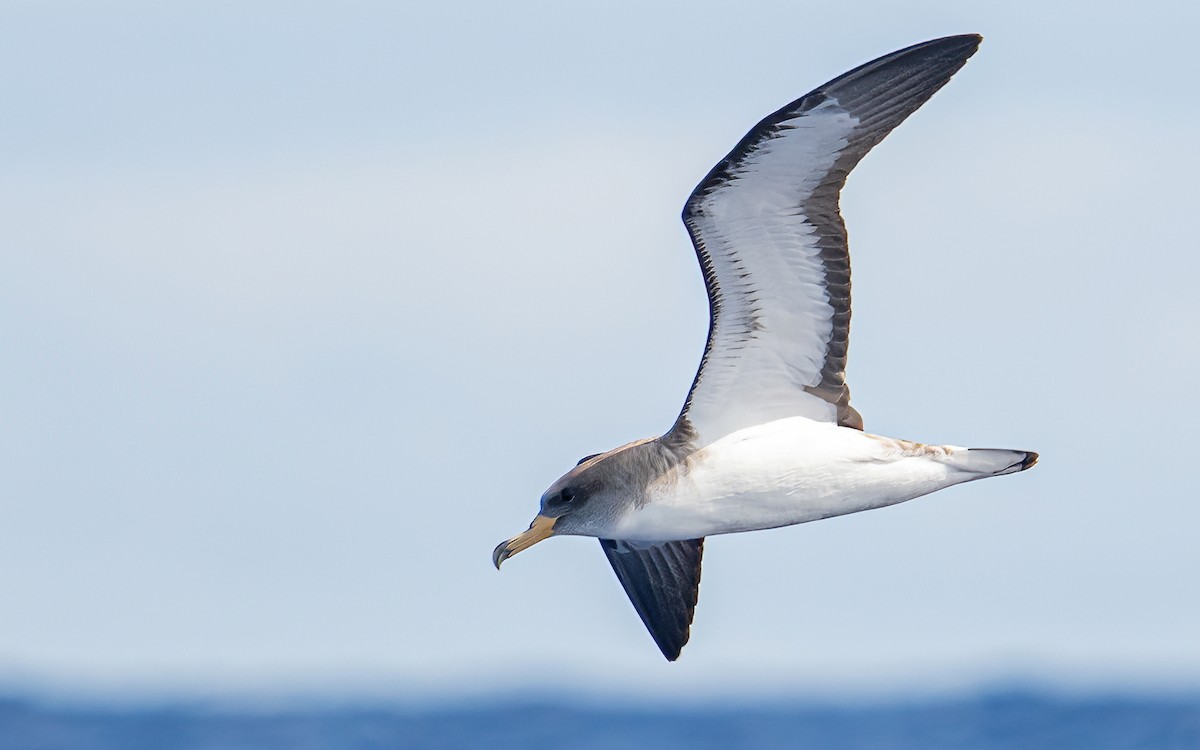 Cory's Shearwater - ML638768045