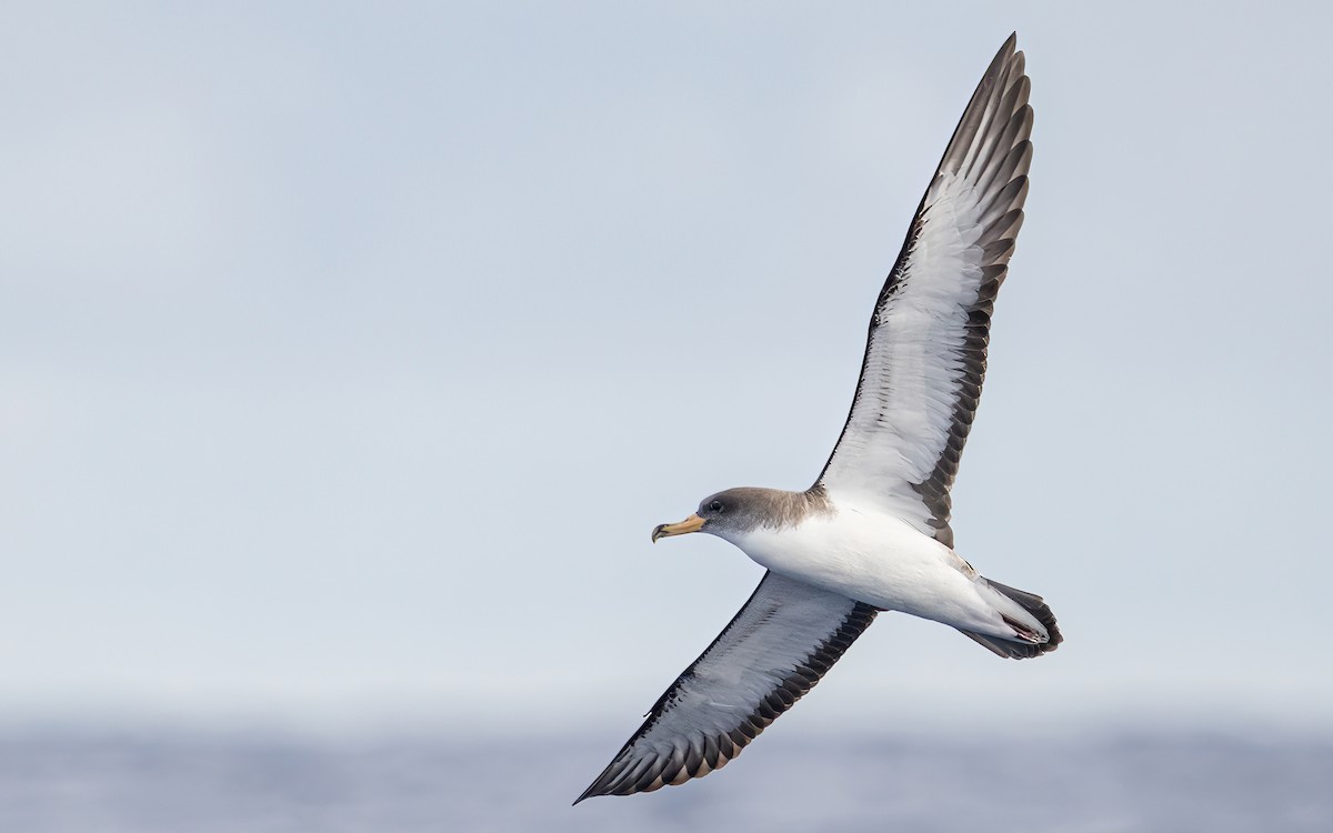 Cory's Shearwater - ML638768061