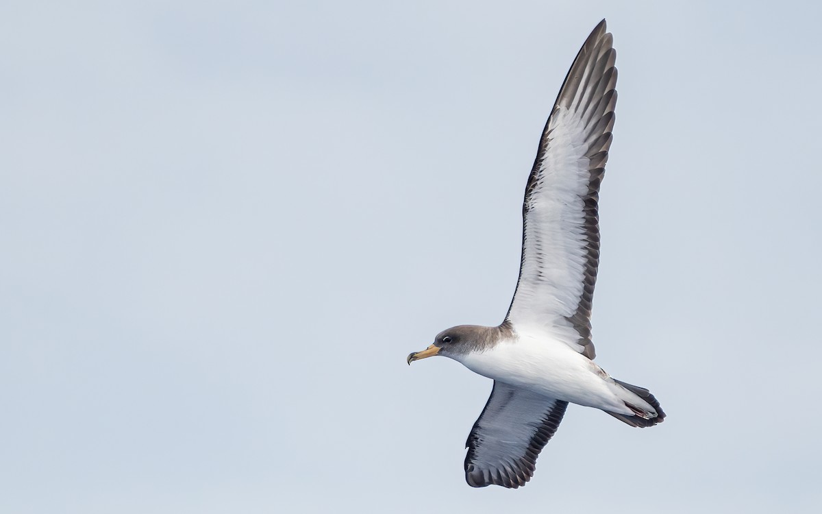 Cory's Shearwater - ML638768067