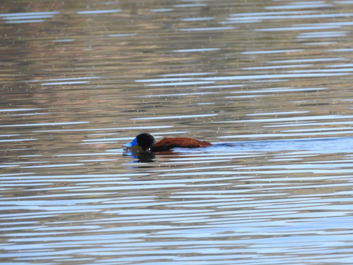 Andean Duck - ML638768101