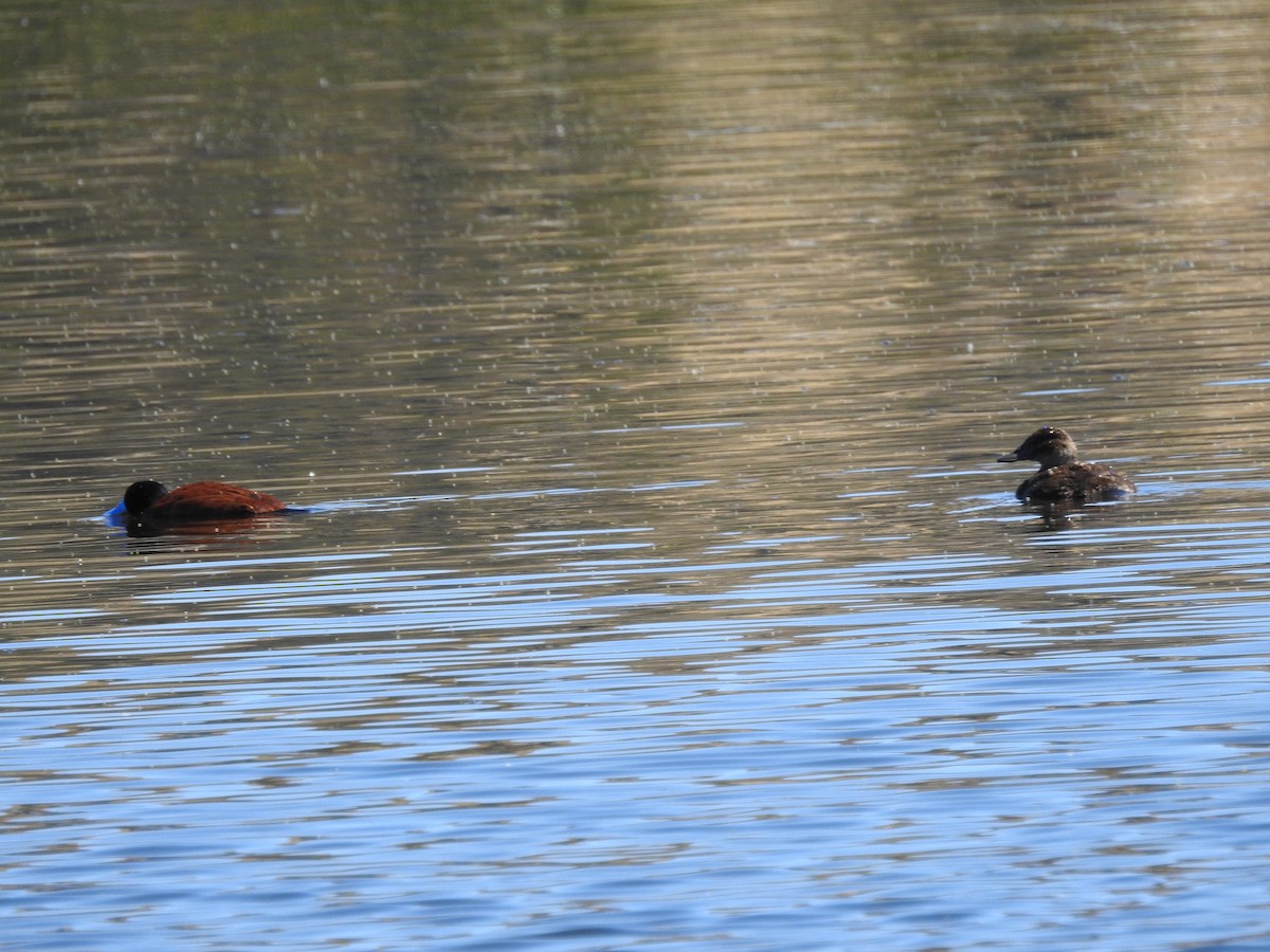 Andean Duck - ML638768102