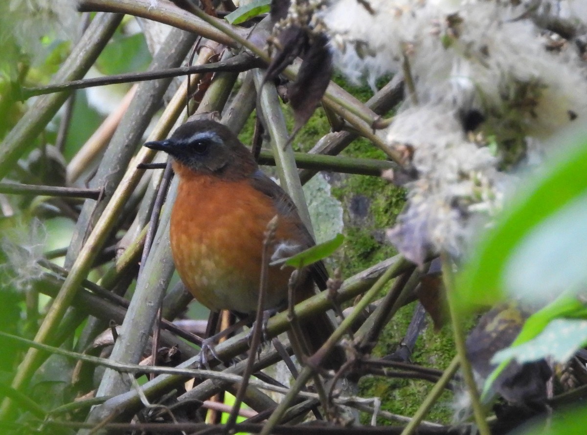 Archer's Robin-Chat - ML638768103
