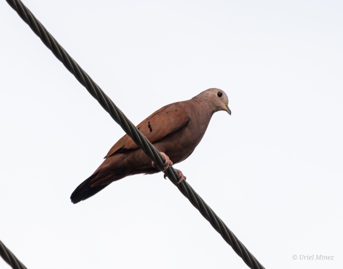 Ruddy Ground Dove - ML638768133