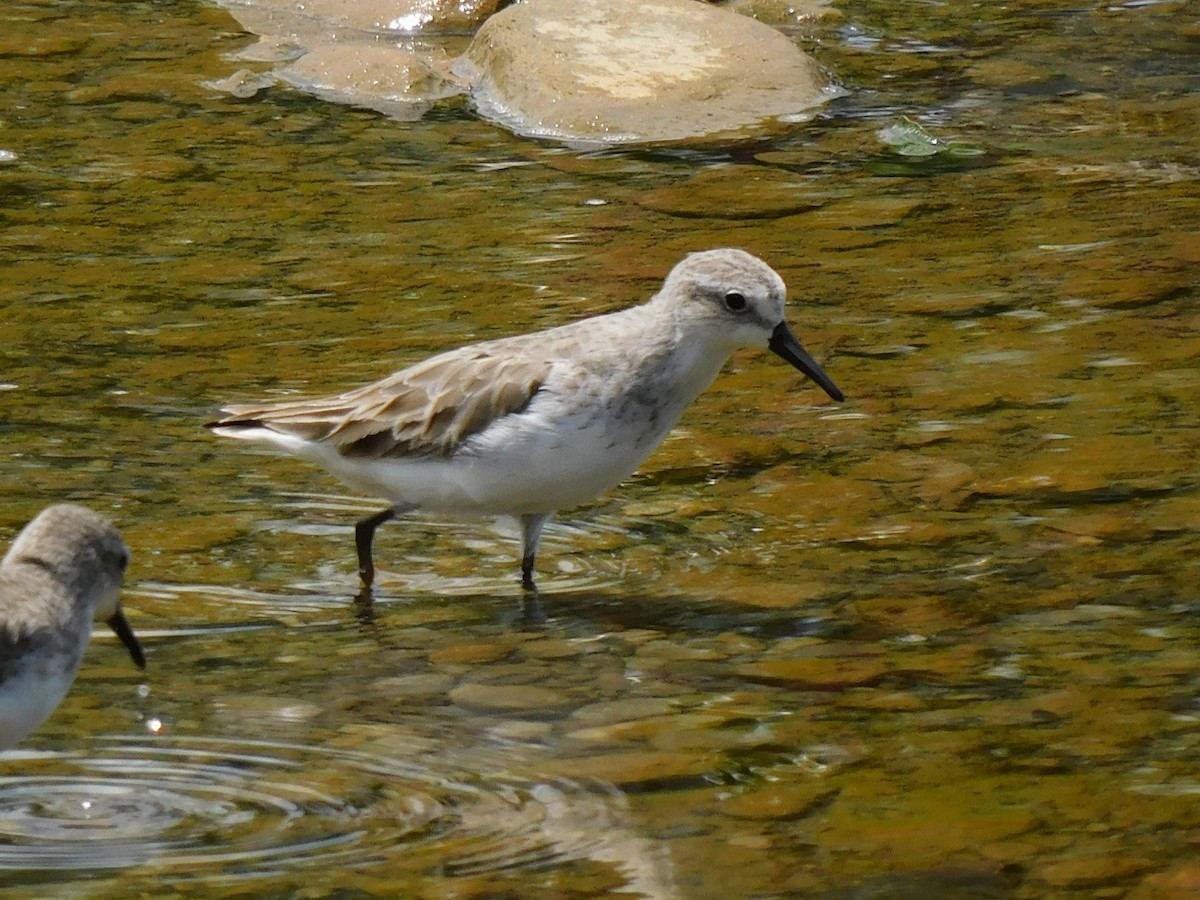 Semipalmated Sandpiper - ML638768134