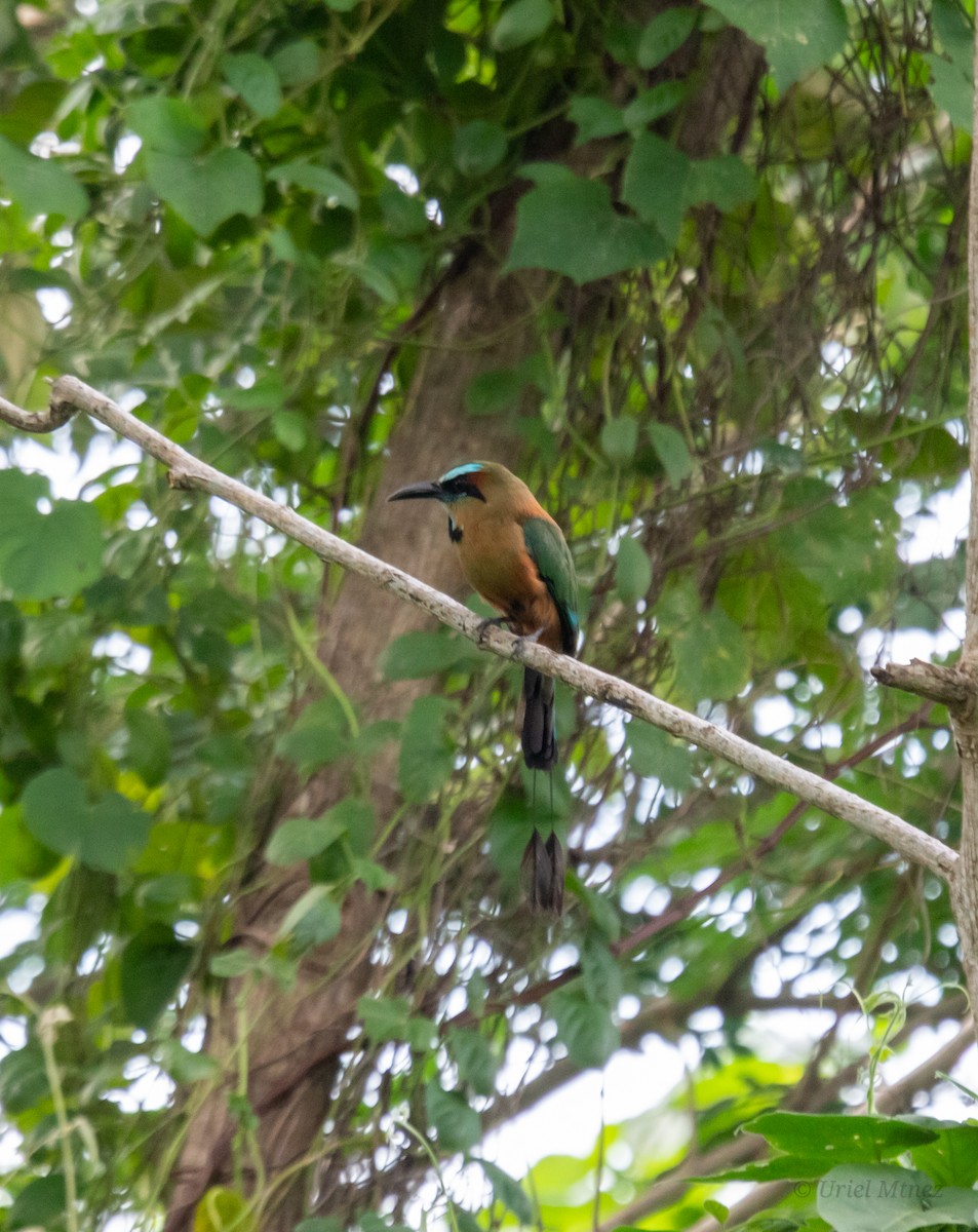 Turquoise-browed Motmot - ML638768139