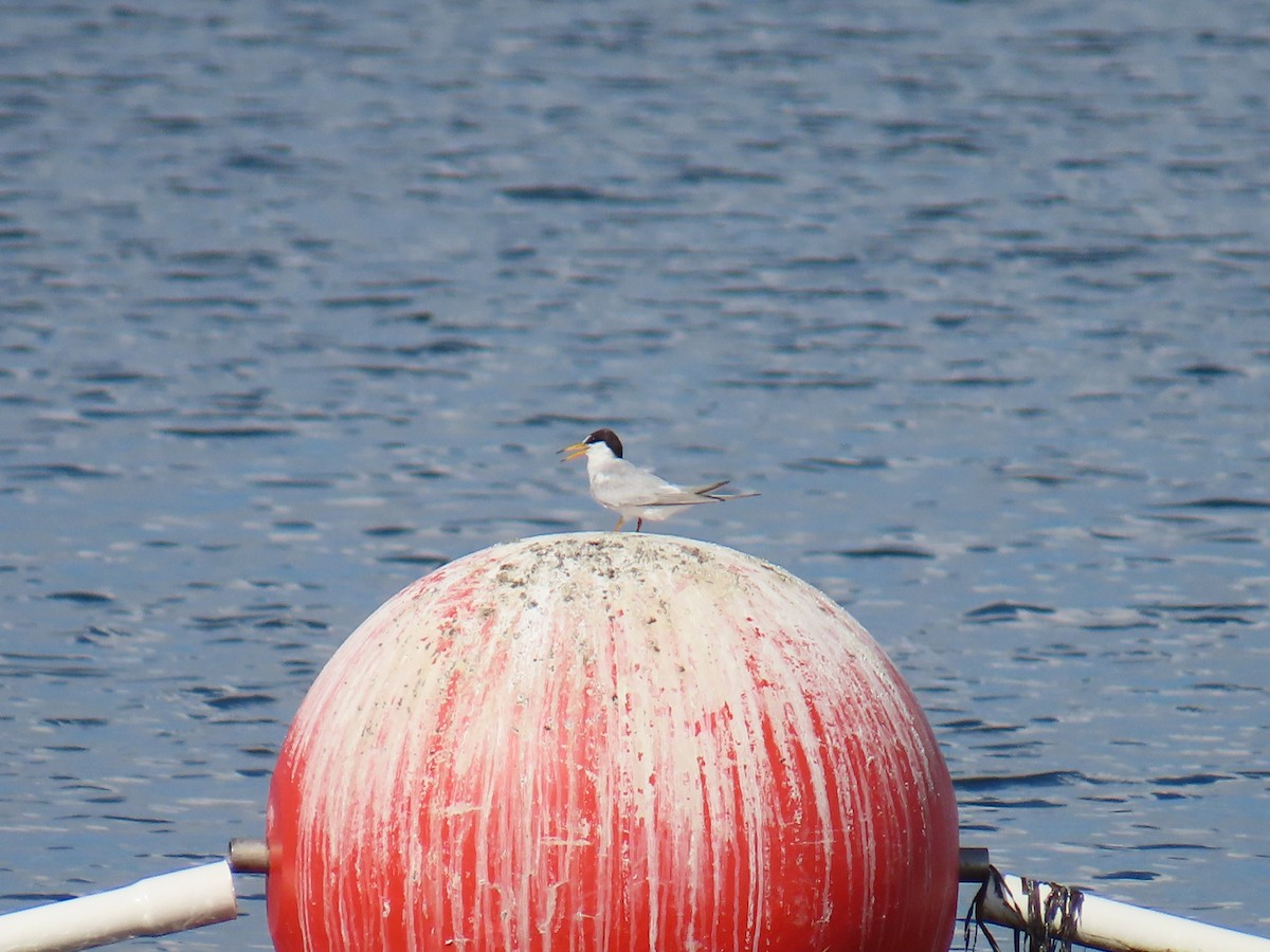 Least Tern - ML638768140