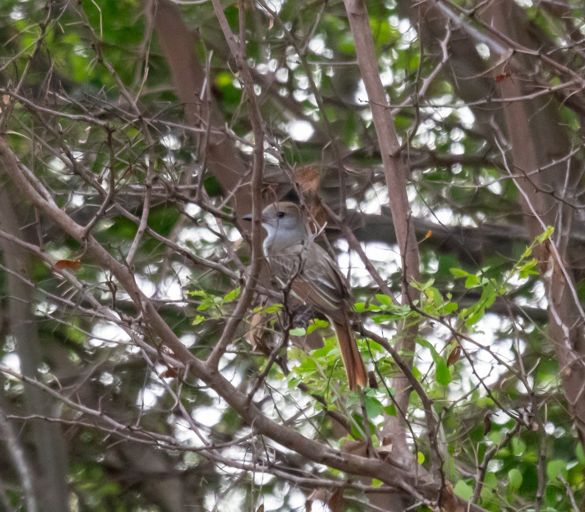 Brown-crested Flycatcher - ML638768142