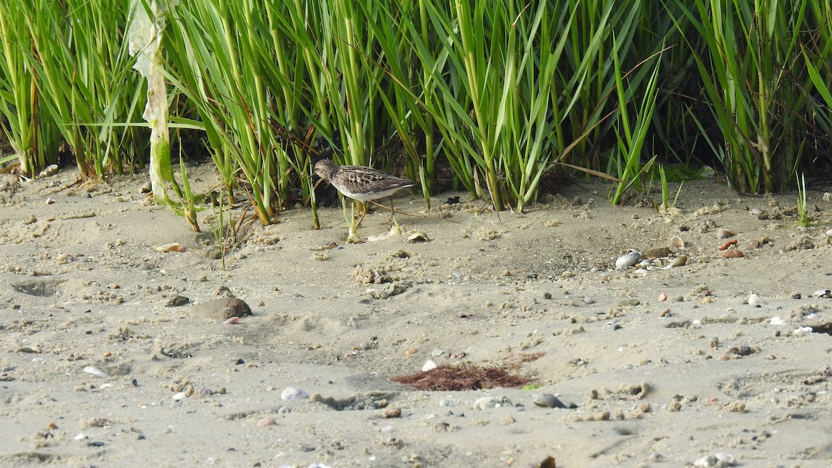 Least Sandpiper - ML638768146