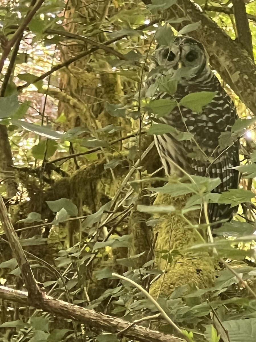 Barred Owl - ML638768149