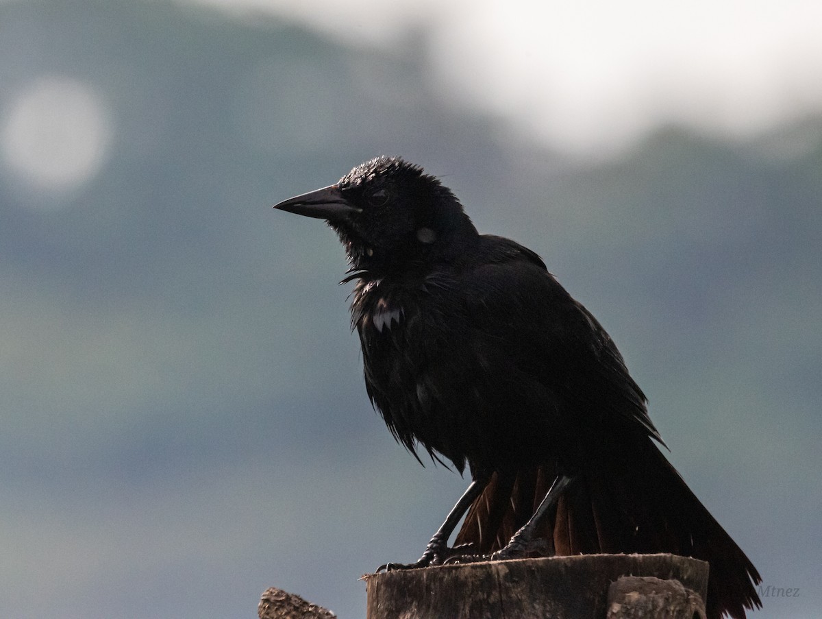 Melodious Blackbird - ML638768161