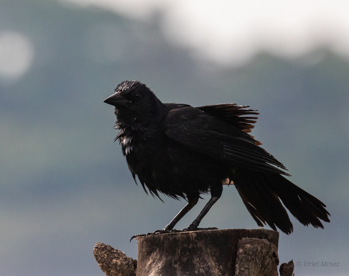 Melodious Blackbird - ML638768162