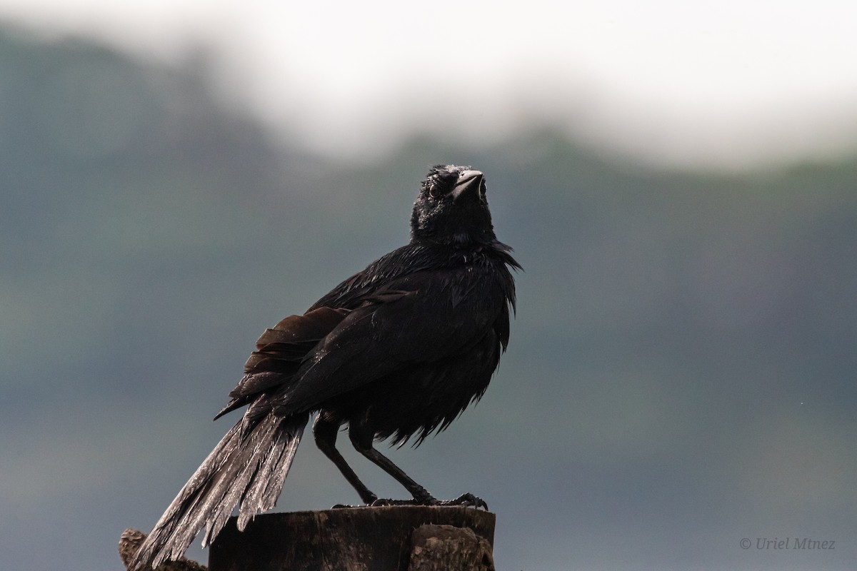Melodious Blackbird - ML638768164