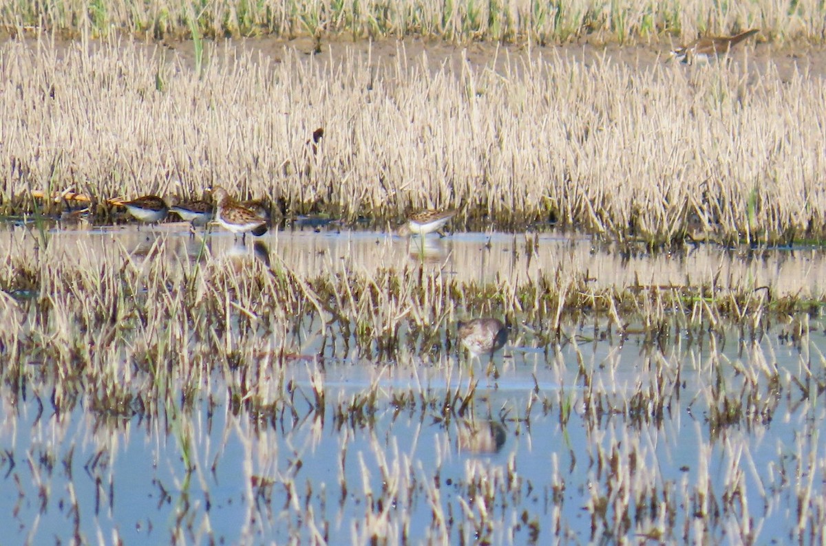 Western Sandpiper - ML638768175