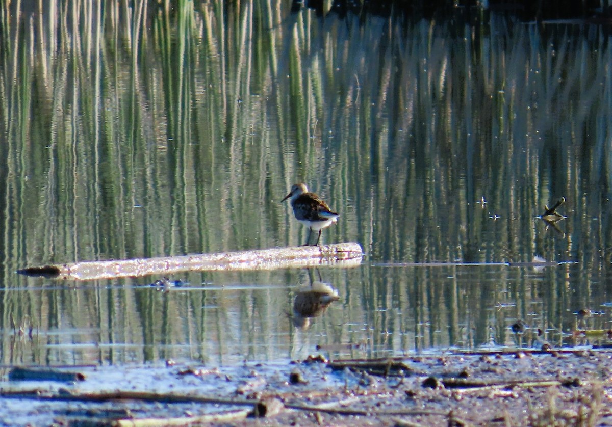 Western Sandpiper - ML638768176