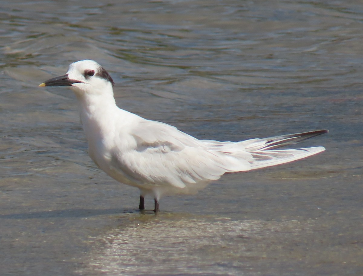 Sandwich Tern - ML638768196