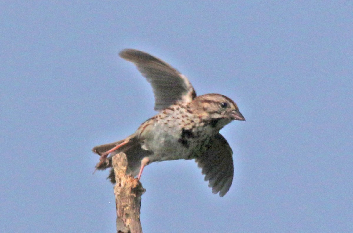 Song Sparrow - ML638768200