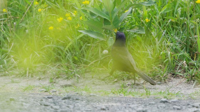 Common Grackle - ML638768283