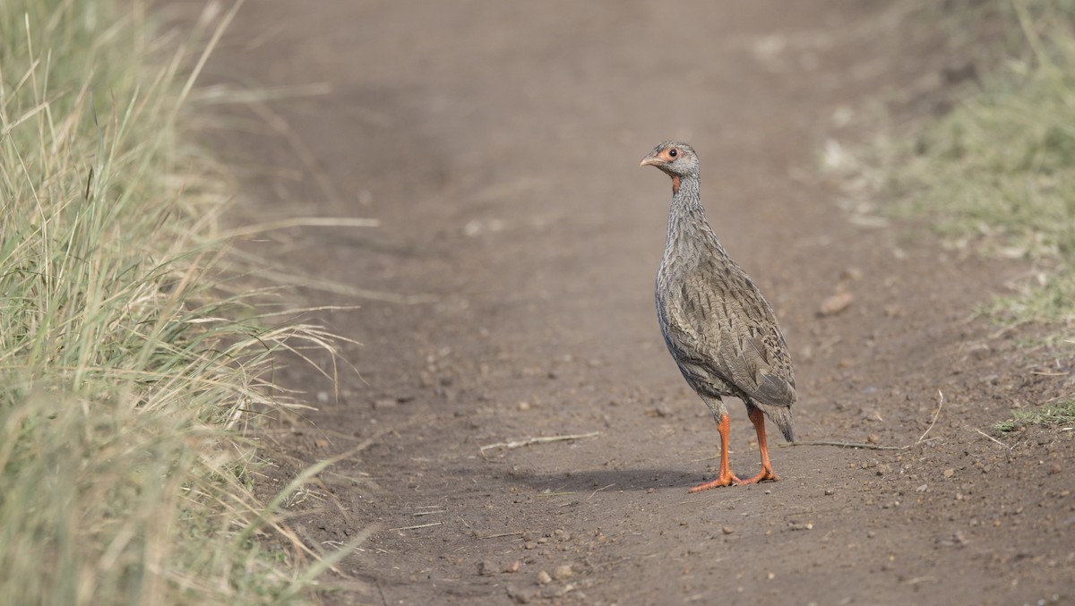 Francolin à gorge rouge - ML638768284