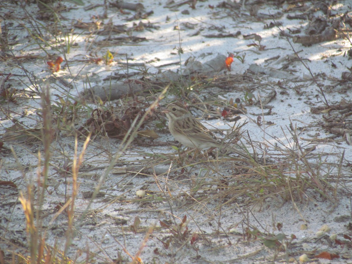Clay-colored Sparrow - ML638768296