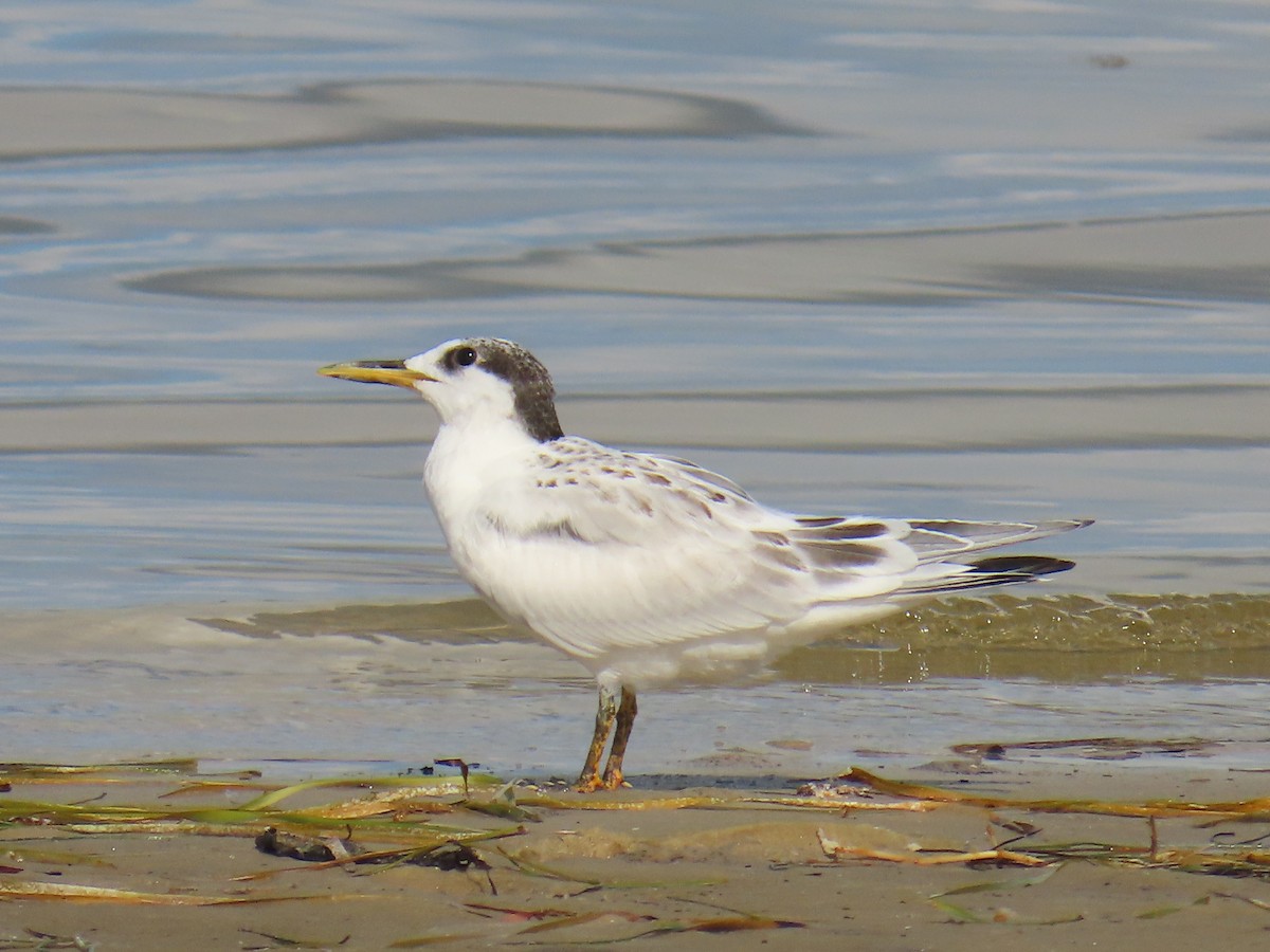 Royal Tern - ML638768301