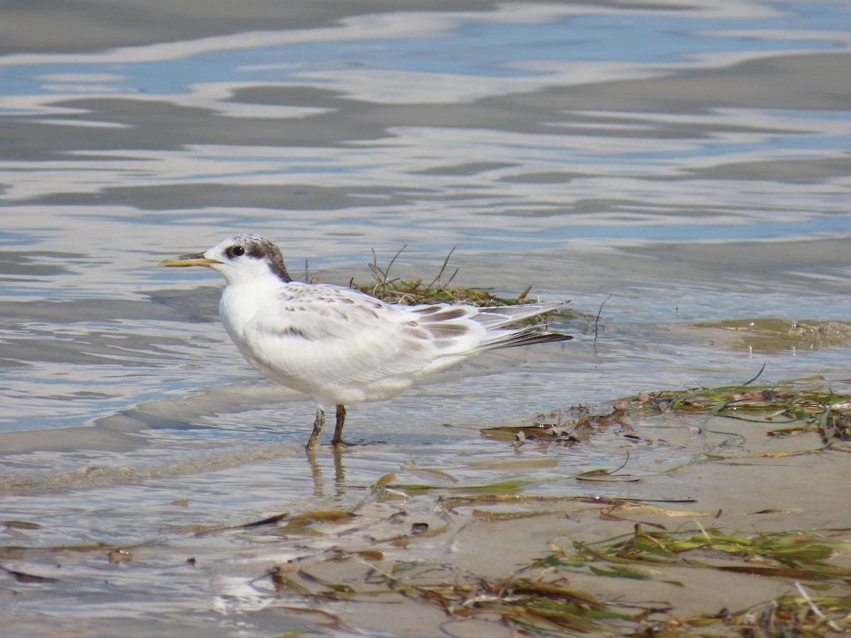 Sandwich Tern - ML638768302