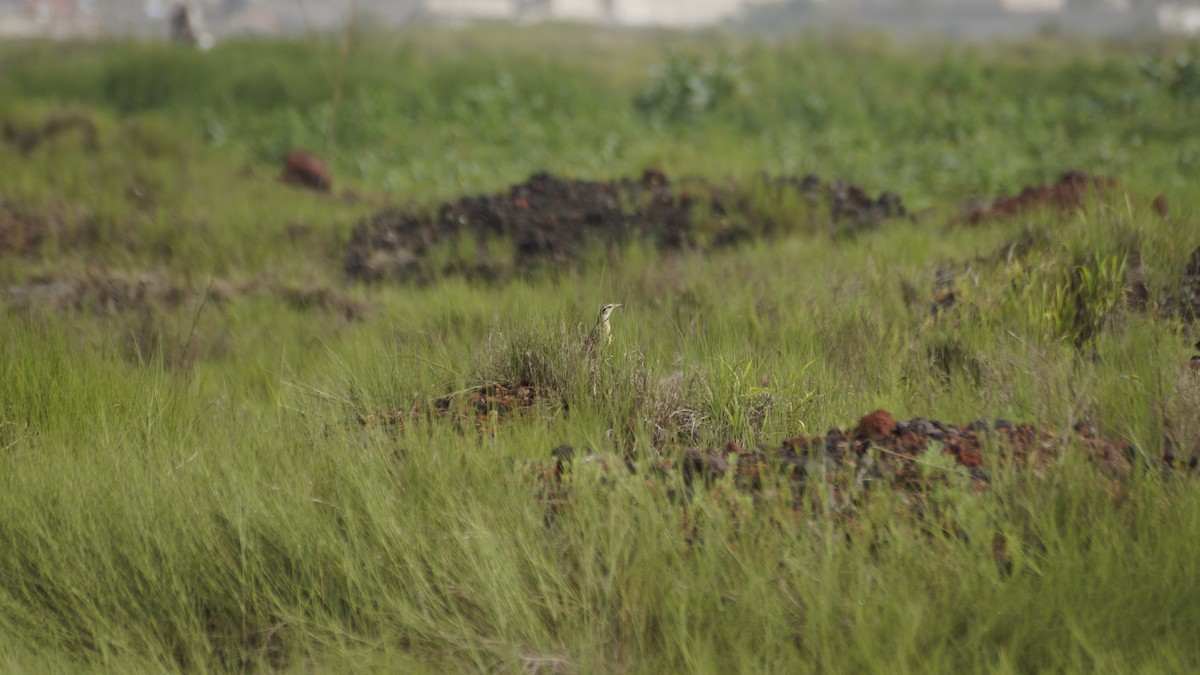 Chihuahuan Meadowlark - ML638768303