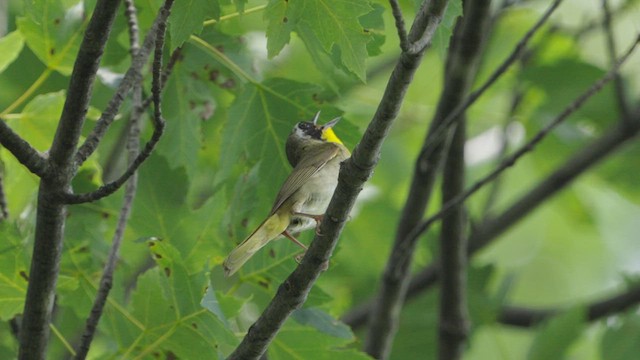 Common Yellowthroat - ML638768307