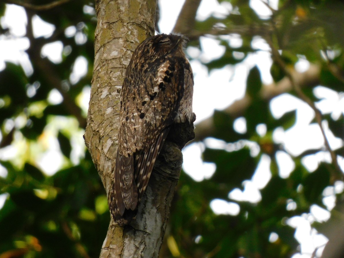 Common Potoo - ML638768321