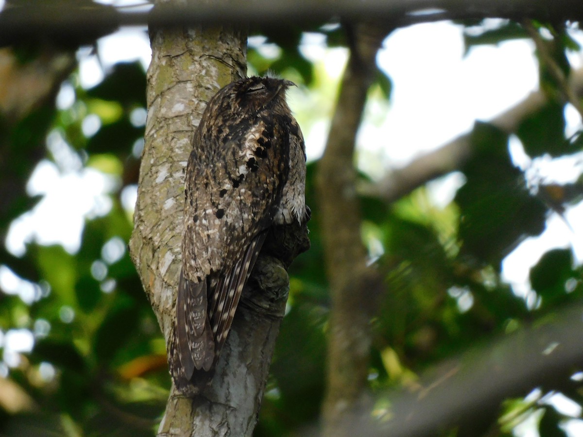 Common Potoo - ML638768332