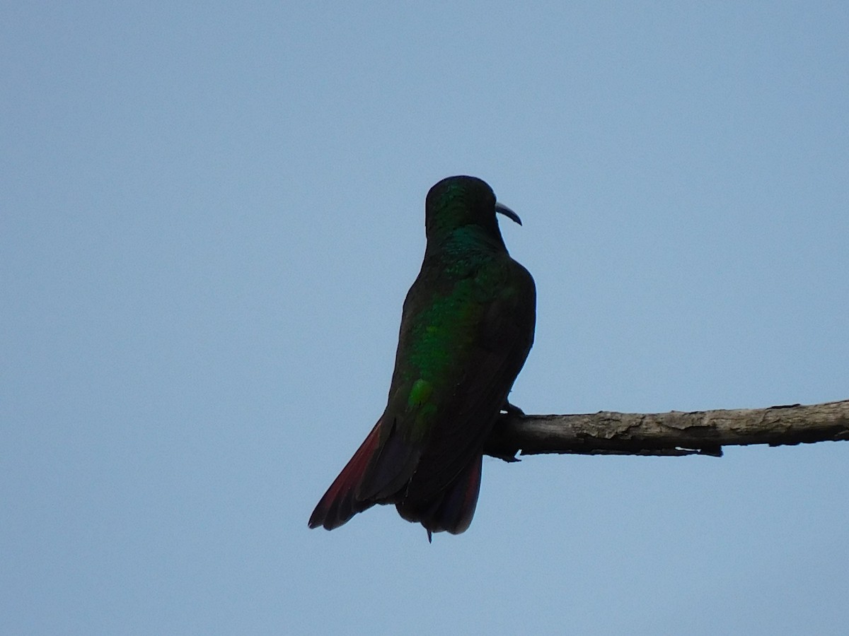 Green-throated Mango - ML638768341