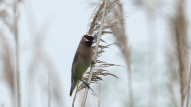Cedar Waxwing - ML638768349