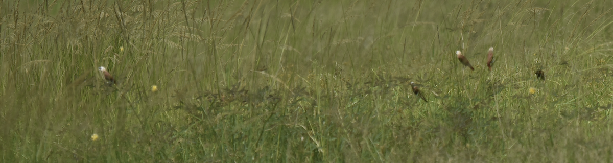 White-headed Munia - ML638768354