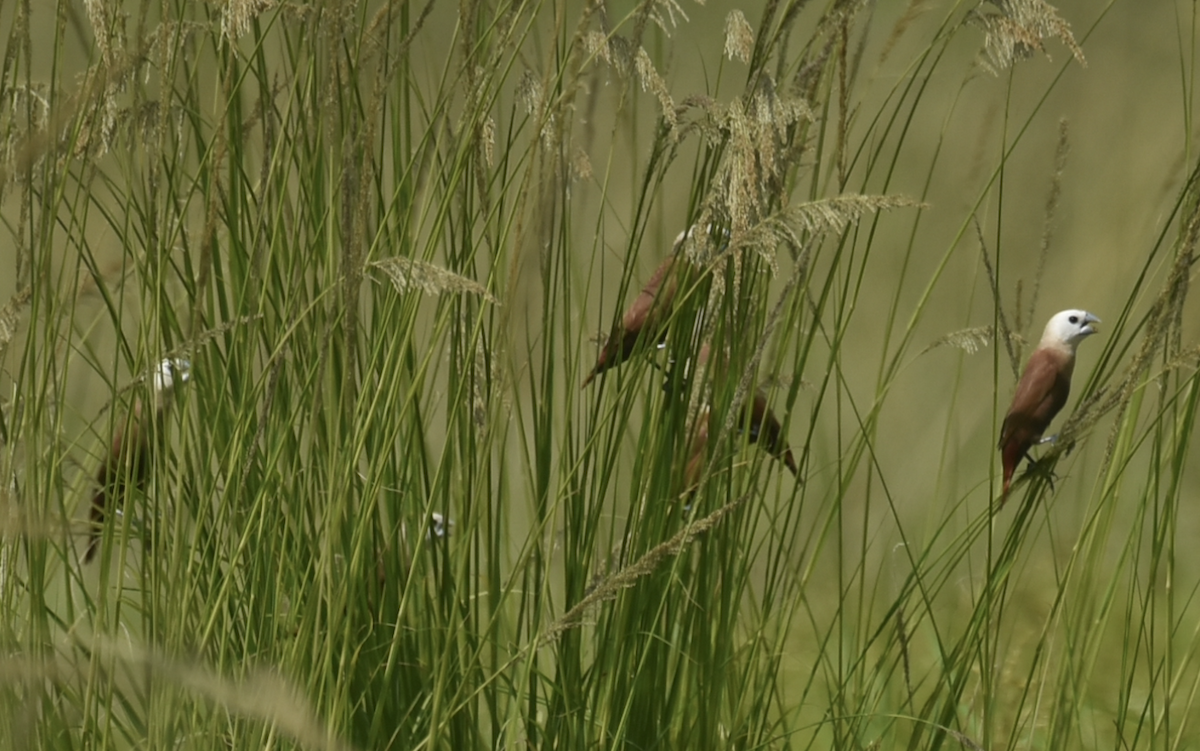 White-headed Munia - ML638768365