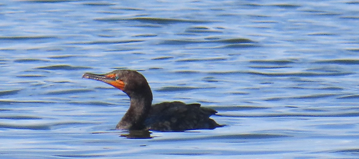 Double-crested Cormorant - ML638768366