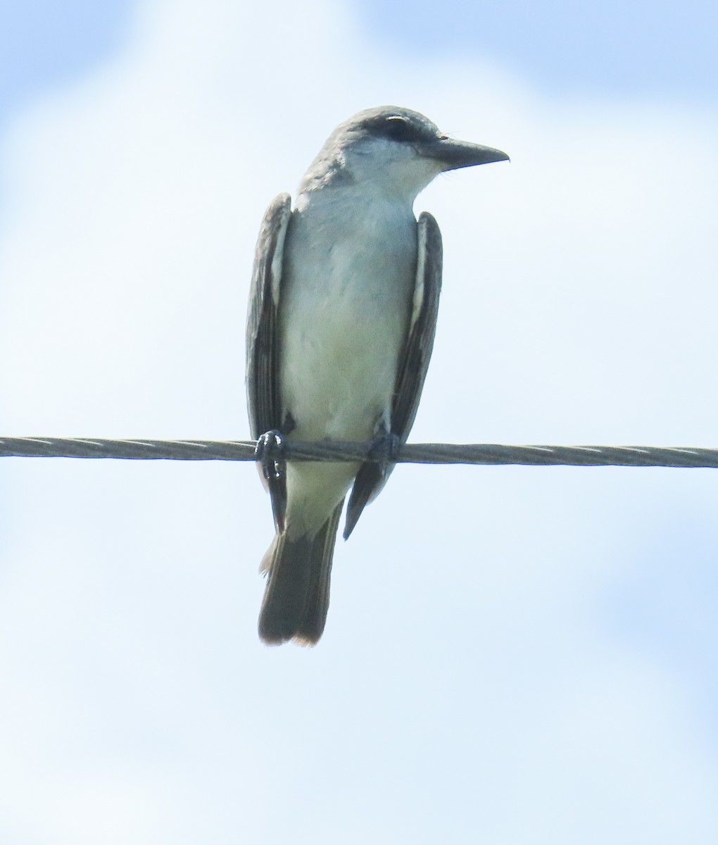 Gray Kingbird - ML638768378