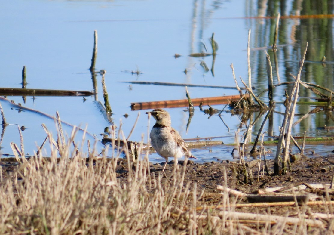Horned Lark - ML638768388